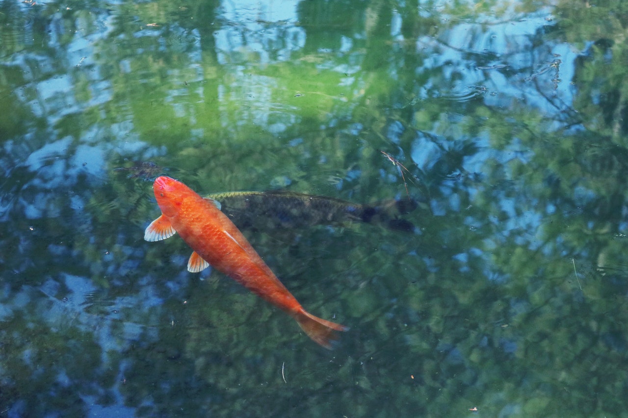 Carpa koi rossa